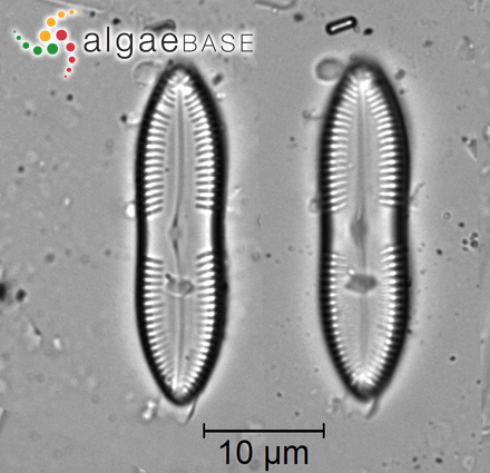 Pinnularia schroederi (Hustedt) Cholnoky