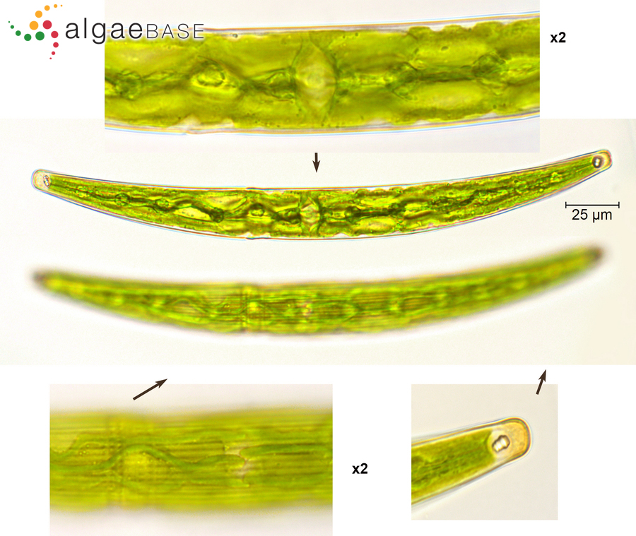 Closterium striolatum Ehrenberg ex Ralfs