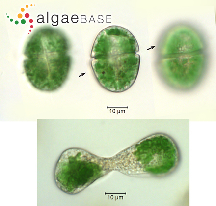 Nusuttodinium aeruginosum (F.Stein) Y.Takano & T.Horiguchi