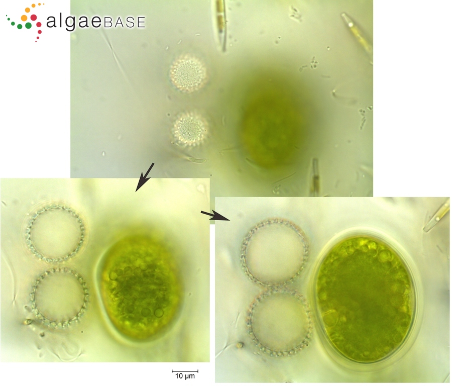 Penium margaritaceum Brébisson ex Ralfs