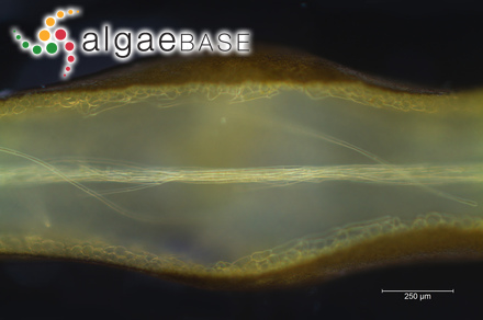 Sargassum johnstonii f. laxius Setchell & Gardner