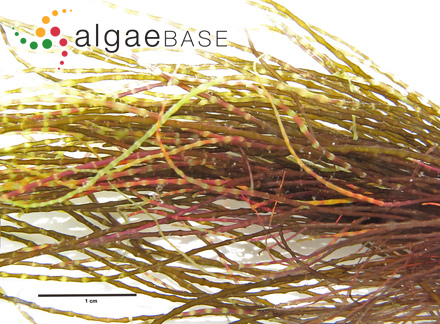 Sargassum cylindrocarpum Setchell & N.L.Gardner