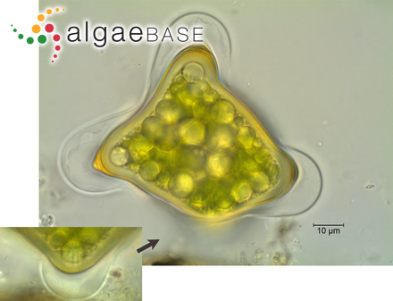 Cylindrocystis brebissonii (Ralfs) De Bary