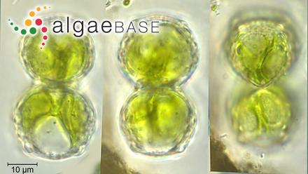 Cosmarium pseudoinsigne Prescott