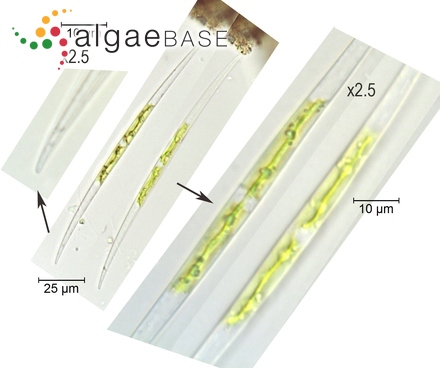 Closterium limneticum Lemmermann