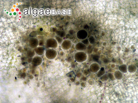 Asperococcus ensiformis (Delle Chiaje) M.J.Wynne