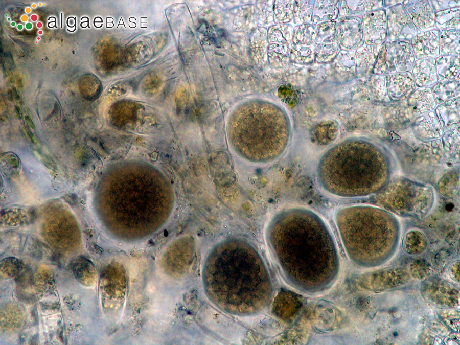 Asperococcus ensiformis (Delle Chiaje) M.J.Wynne