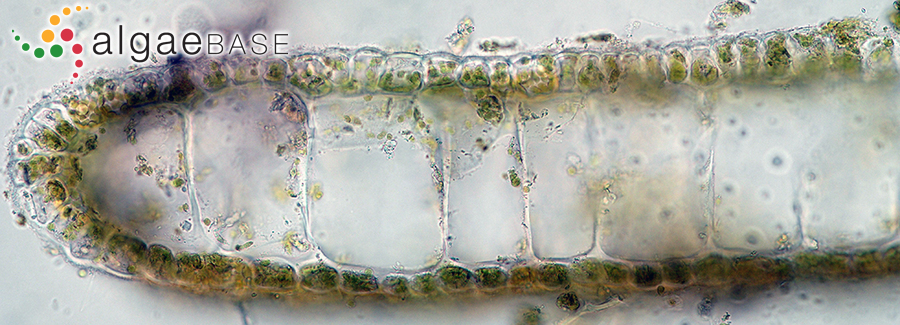 Dictyota cyanoloma Tronholm, De Clerck, A.Gómez-Garreta & Rull Lluch