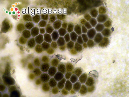 Dictyota cyanoloma Tronholm, De Clerck, A.Gómez-Garreta & Rull Lluch