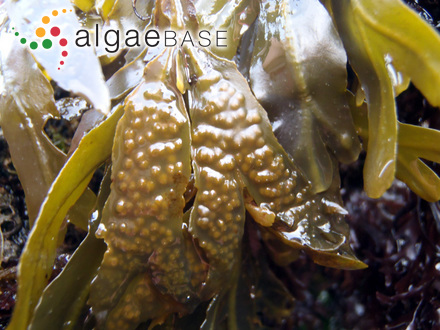 Fucus vesiculosus f. compressus Kjellman