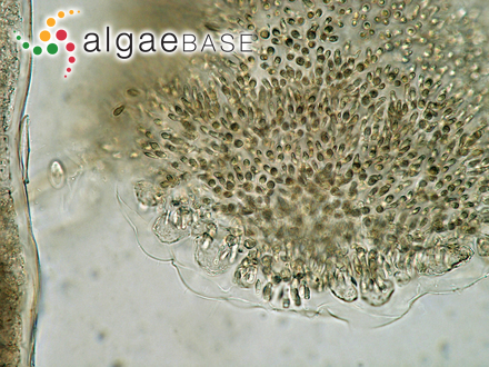 Chondria capillaris (Hudson) M.J.Wynne