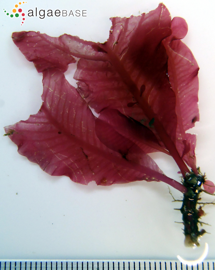 Delesseria sanguinea (Hudson) J.V.Lamouroux