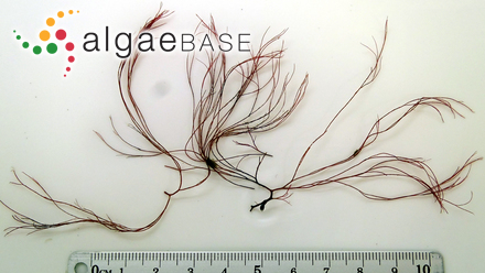Hydropuntia subtilis (B.M.Xia & I.A.Abbott) M.J.Wynne