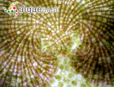 Corallina pusilla Sonder