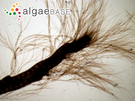 Acrotylus prismaticus (J.Agardh) J.Agardh