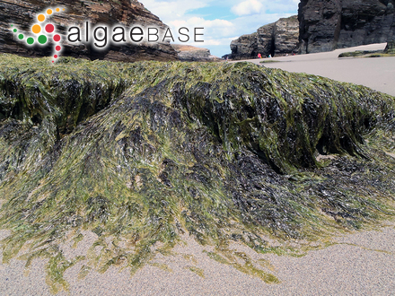 Delisea hypneoides Harvey
