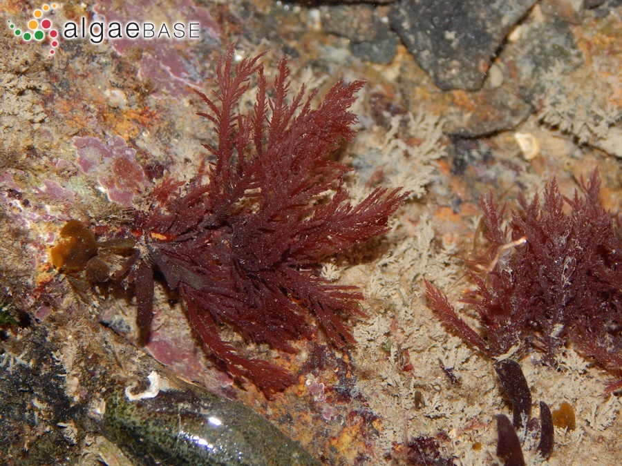 Pikea californica Harvey