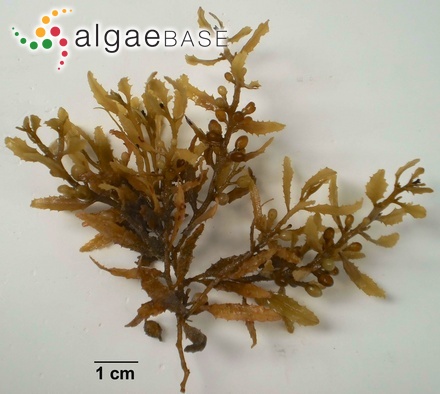 Sargassum fluitans (Børgesen) Børgesen