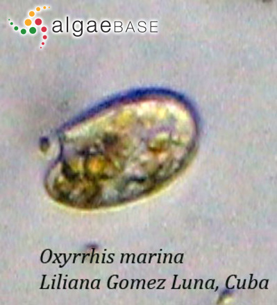 Oxyrrhis marina Dujardin