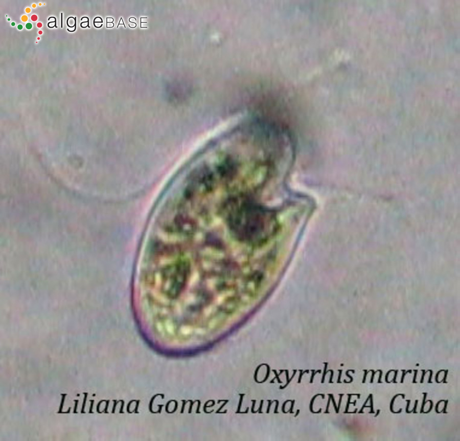 Oxyrrhis marina Dujardin