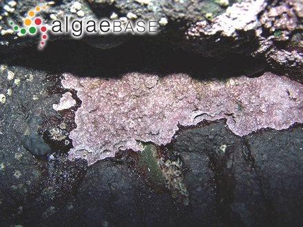 Chamberlainium tumidum (Foslie) Caragnano, Foetisch, Maneveldt & Payri