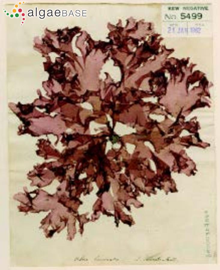 Erythroglossum laciniatum (Lightfoot) Maggs & Hommersand