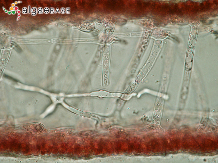 Neurocaulon foliosum (Meneghini) Zanardini ex Kützing