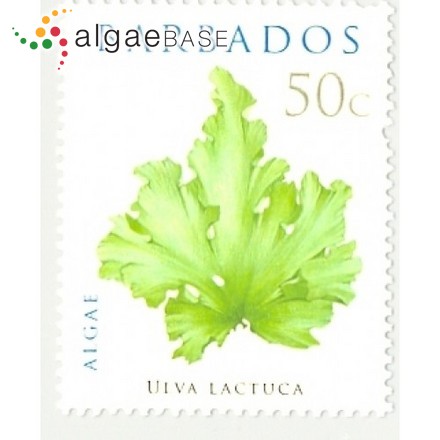 Ulva lactuca Linnaeus