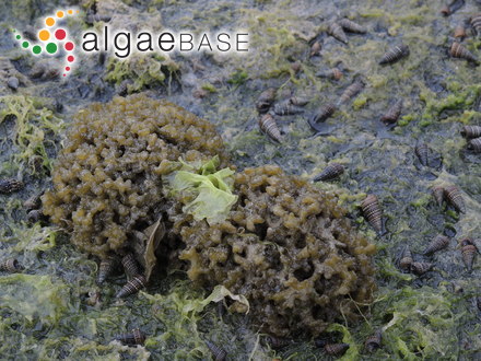 Iyengaria stellata (Børgesen) Børgesen