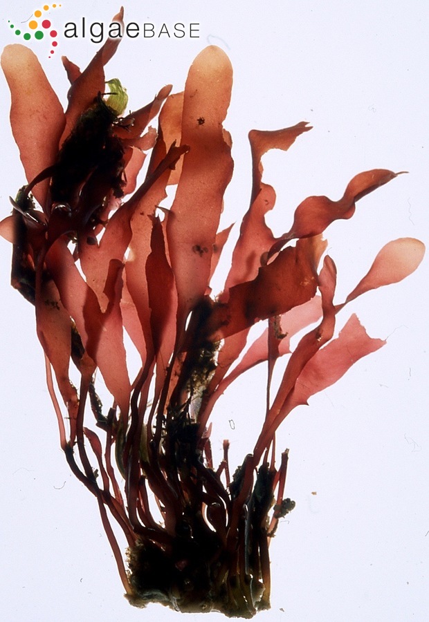 Phyllophora sicula (Kützing) Guiry & L.M.Irvine