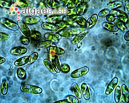 Areschougia stuartii Harvey