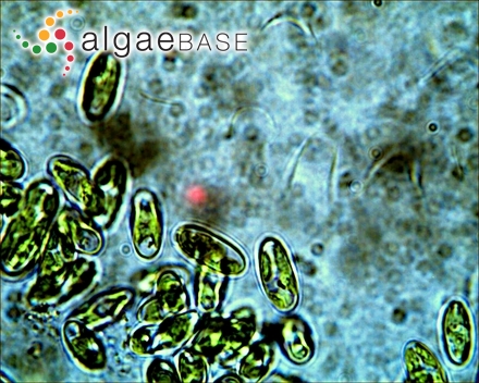 Ecballocystis fritschii M.O.P.Iyengar