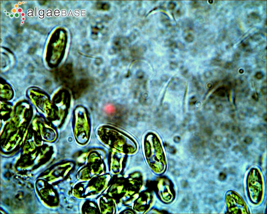 Ecballocystis fritschii M.O.P.Iyengar