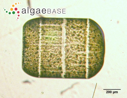 Ethmodiscus gazellae (C.Janisch ex Grunow) Hustedt