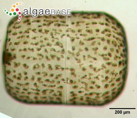 Ethmodiscus gazellae (C.Janisch ex Grunow) Hustedt