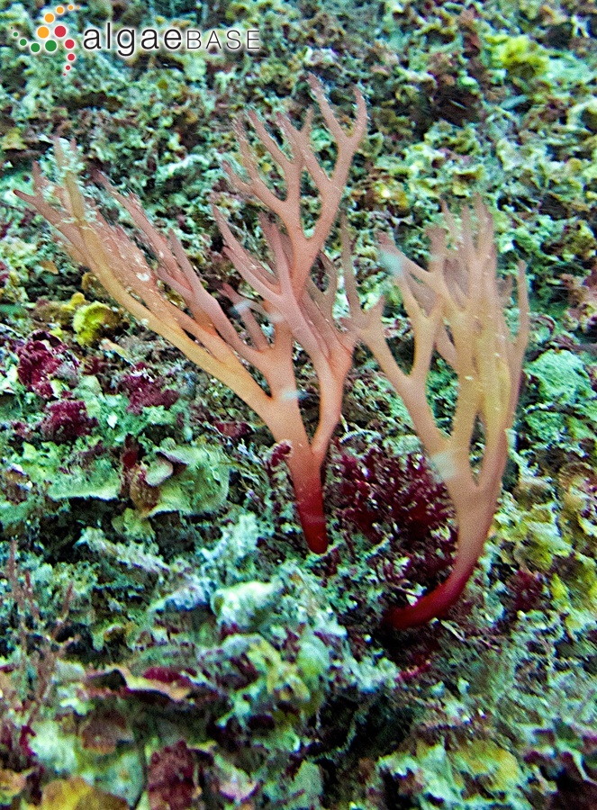 Sebdenia dichotoma Berthold