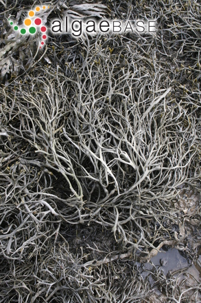 Ascophyllum nodosum f. mackayi (Turner) A.C.Mathieson & Dawes
