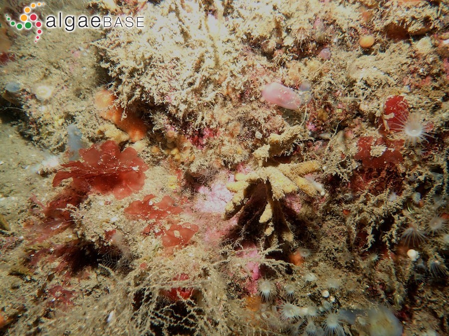 Rhodophyllis irvineorum Guiry, Maggs & Bunker