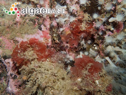 Rhodophyllis irvineorum Guiry, Maggs & Bunker