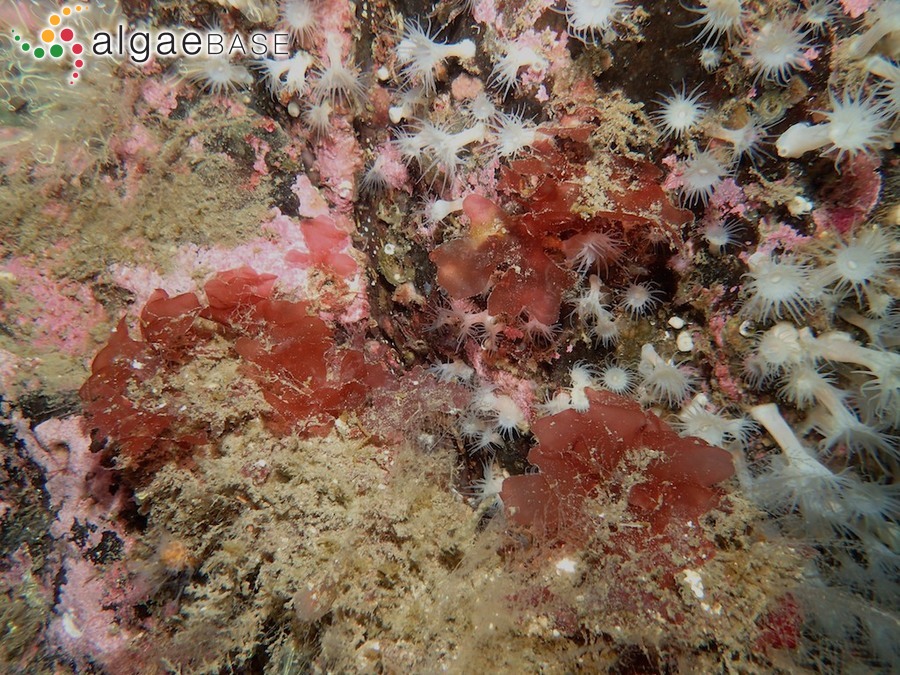 Rhodophyllis irvineorum Guiry, Maggs & Bunker