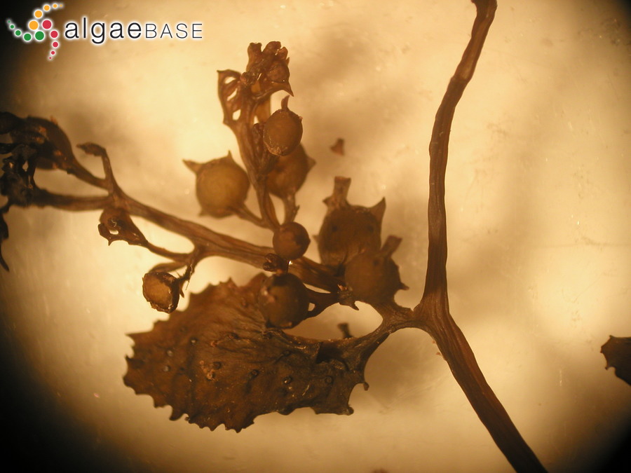 Sargassum lapazeanum Setchell & N.L.Gardner