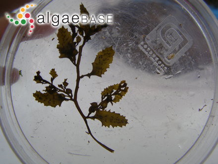 Chamaecalyx leibleiniae (Reinsch) Komárek & Anagnostidis