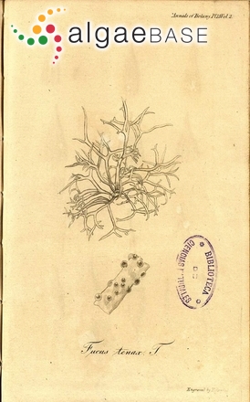 Gloiopeltis tenax (Turner) Decaisne
