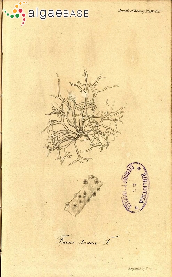 Gloiopeltis tenax (Turner) Decaisne