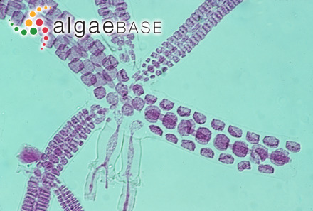 Rhodolachne decussata M.J.Wynne