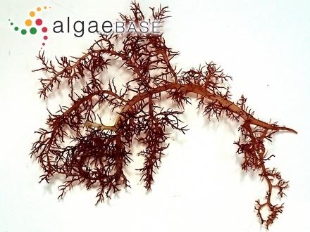 Gloiosiphonia capillaris (Hudson) Carmichael