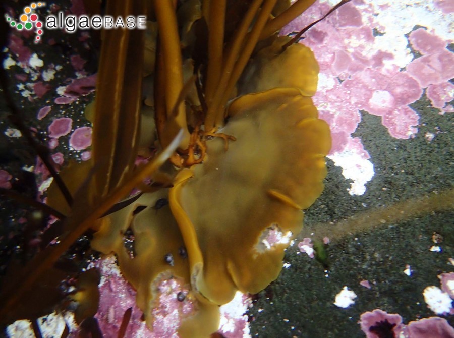 Aureophycus aleuticus H.Kawai, T.Hanyuda, Lindeberg & S.C.Lindstrom