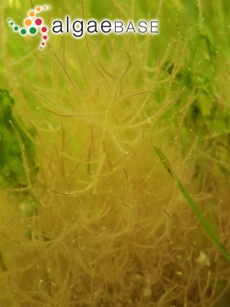 Chondria capillaris (Hudson) M.J.Wynne