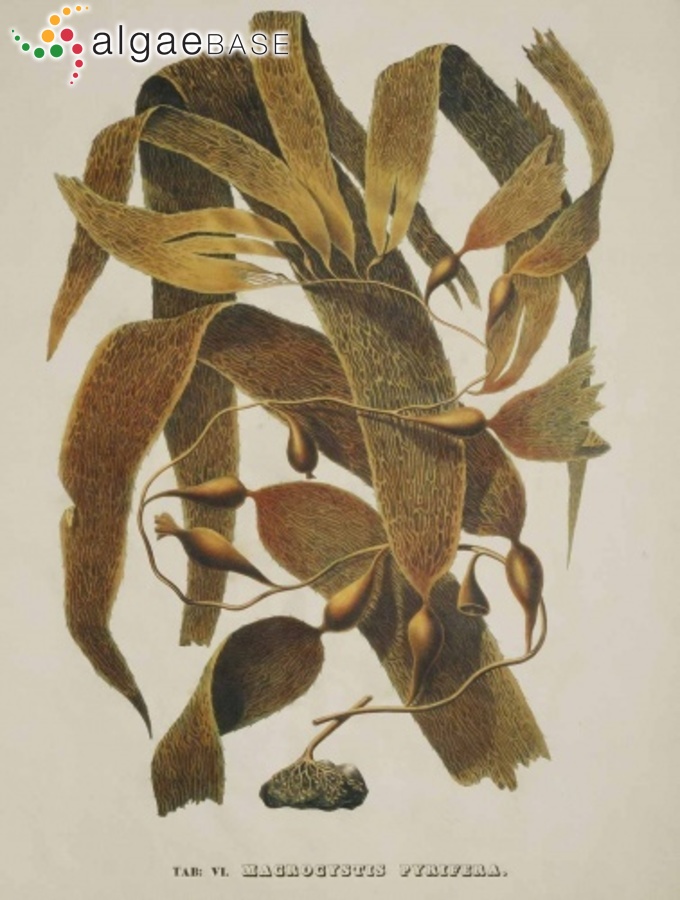 Macrocystis pyrifera (Linnaeus) C.Agardh