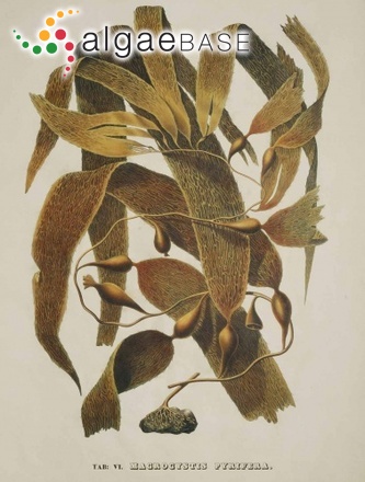 Macrocystis pyrifera (Linnaeus) C.Agardh